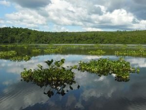 Lac Ravelobe, Ankarafantsika National Park