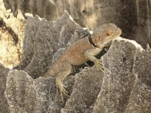 Morondava
